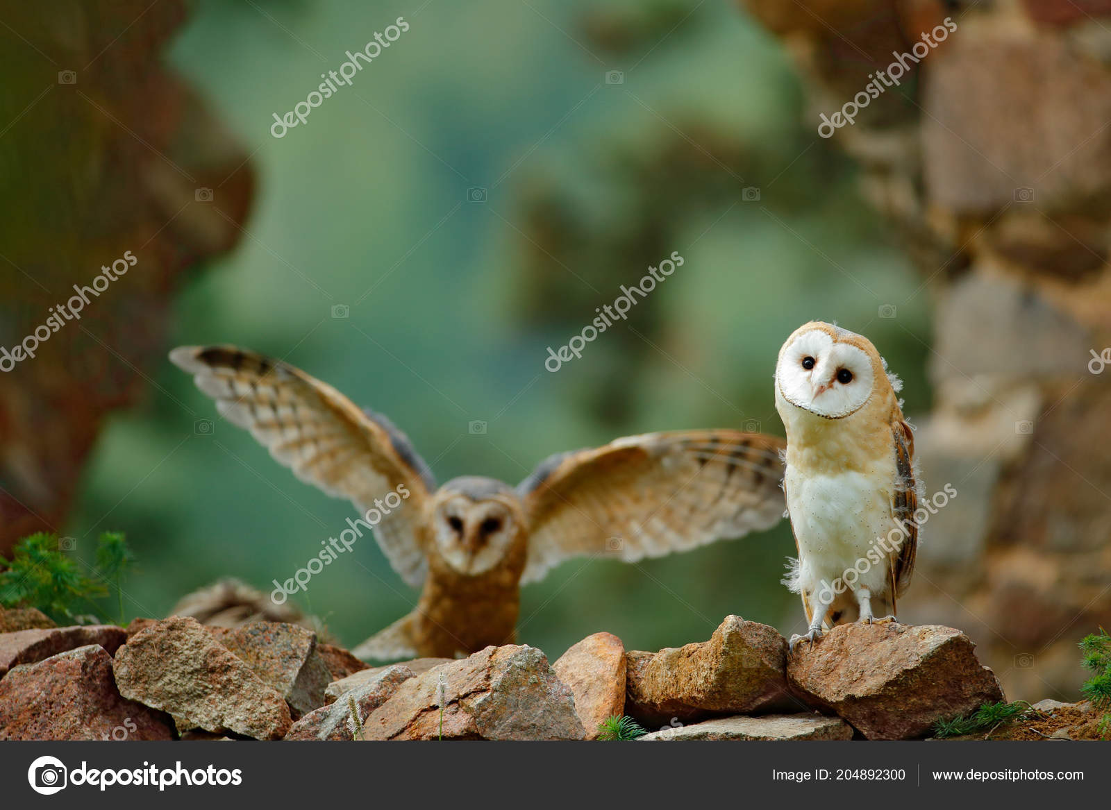 Pair Owls Stone Wall Two Barn Owl Tyto Alba Nice Stock Photo
