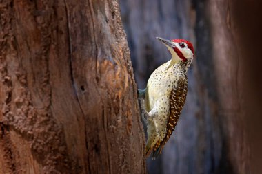 Campethera scriptoricauda, ağaç gövdesi, doğa habitat üzerinde benek boğazlı ağaçkakan. Vahşi hayatından Botswana. Kuş ormanın içinde. Kırmızı bere kuş yuva delik yakınlarında. İç içe geçmiş sezon. 