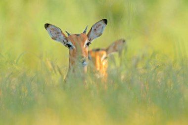 Akşam güneşi, bitki örtüsü içinde gizli portre ile çim güzel impalas. Vahşi doğada hayvan. Afrika yaban hayatı gün batımı. yaşam alanı. 