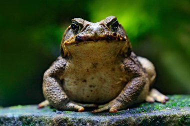 Baston kurbağa, Rhinella marina, Kosta Rika dan büyük kurbağa. Büyük amfibi doğa ortamlarında yüz portresi. Hayvan tropik ormanın içinde. Yaban hayatı sahne doğadan