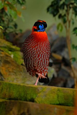 Temminck'ın Tragopan, Tragopan temmincki, doğa ortamlarında nadir sülün displeing. Turuncu kuş yeşil bitki örtüsü içinde gizli. Çin doğada yabani hayvanlar ve bitkiler.