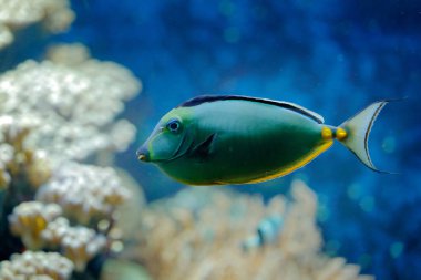 Naso lituratus, Pasifik turuncu-omurga unicornfish, doğa su yaşam alanı. Mavi su ile güzel sarı mavi balık. Deniz suyu hayvan. Hint Okyanusu.