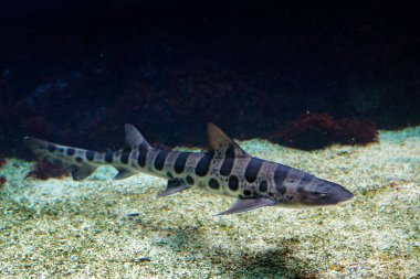 Leopar köpekbalığı, Triakis semifasciata, houndshark, Aile Triakidae bir türdür. Kuzey Amerika Pasifik Sahili. Hayvan deniz habitat, okyanus yaban hayatı.