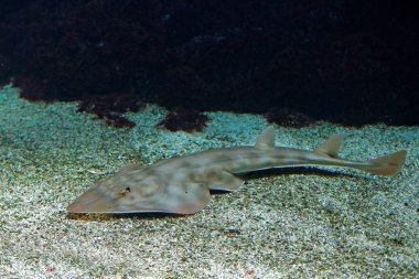 Shovelnose gitarbalığı, Rhinobatos productus, Rhinobatidae, deniz su ortamlarında ailesindeki ray. Gri balık oceam. Tay dili ortak adıdır beyaz benekli Ronun.