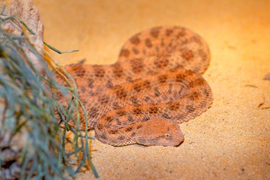 Sahra boynuzlu çöl engereği, Kuzey Afrika Cerastes cerastes. Ayrıca 