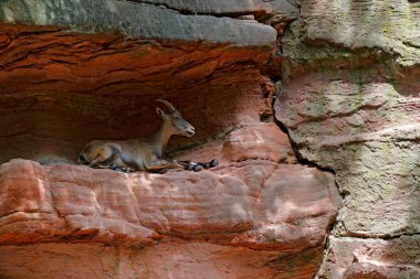 Alp dağ keçisi, büyük boynuzları ve rock rock habitat, Fransa gizli arka planda Capra ibex. Doğadan yaban hayatı sahne. Vahşi doğa dağ hayvan. 