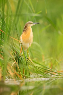 Alaca balıkçıl, Ardeola ralloides, sarı su kuşu doğada su yeşil çim arka planda, Macaristan.