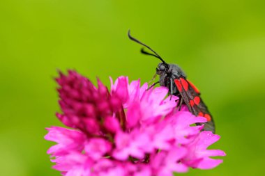 Vahşi pembe böcek, Zygaena trifolii, beş-spot burnet ile orkide. Piramit orkide, Anacamptis pyramidalis, Avrupa karasal vahşi orkide doğa yaşam yeşil arka planlı, Çek Cumhuriyeti.