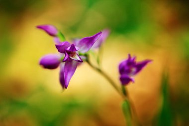 Pembe çiçek orkide ormanı ortamlarında Cephalanthera rubra, kırmızı Helleborine, ayrıntı. Doğada Çek Cumhuriyeti, Europe Avrupa karasal kır çiçeği.