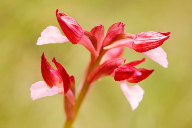 Üzümlü papilionacea, pembe kelebek üzümlü, Gargano İtalya. Avrupa karasal vahşi orkide, doğa habitat çiçeklenme. Bloom, bahar sahne Avrupa'dan güzel detay. Vahşi çiçek çayır üzerinde.