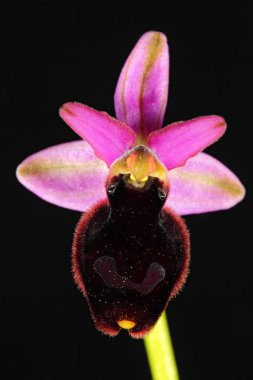 Ophrys bertolonii, Gargano İtalya. Avrupa karasal vahşi orkide, doğa habitat çiçeklenme. Bloom, bahar sahne Avrupa'dan güzel detay. Kır çiçeği yeşil çayır üzerinde.