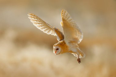 Baykuş açık kanatlarla uçmak. Peçeli baykuş, Tyto alba, sabah in rime beyaz'ı çimenlerin üzerinde oturuyor. Doğadan yaban hayatı kuş sahne. Soğuk sabah gündoğumu, habitat içinde hayvan.