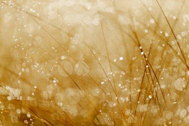 Çim beyaz Don su ile güneş doğuyor. Sanat görünüm niteliğine. Sabah güneşi ile sırasında puslu çayır. Objektif parlama doğal bokeh, güneşli bahar günü. 