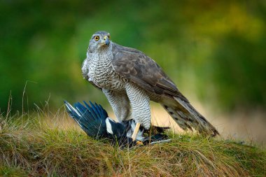Animal behaviour in the forest. Bird of prey Goshawk with killed Eurasian Magpie in the grass in green forest. Wildlife scene from nature, Germany, Europe.