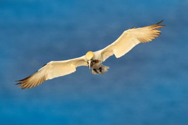 Kuzey gannet, arka planda, koyu mavi deniz suyu ile tasarı, iç içe geçmiş malzemeli Helgoland Adası, Almanya uçan. Sinek kuşu.