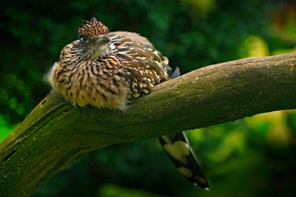 Büyük Roadrunner Geococcyx Californianus Şube Sızarım Oturan Kuş Doğa Ortamında — Stok fotoğraf