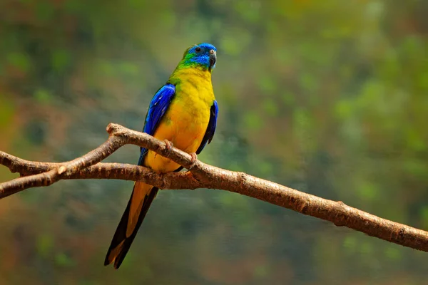 キキョウインコ Neophema Pulchella オーストラリア東部から美しい青い鳥 枝の上に座って 自然の生息地でオウムします 自然から野生動物のシーン — ストック写真