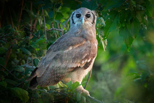 Verreaux\'s Eagle Owl. Rare African owl in the nature habitat in Okawango delta, Moremi Botswana. Night bird with tree forest habitat.