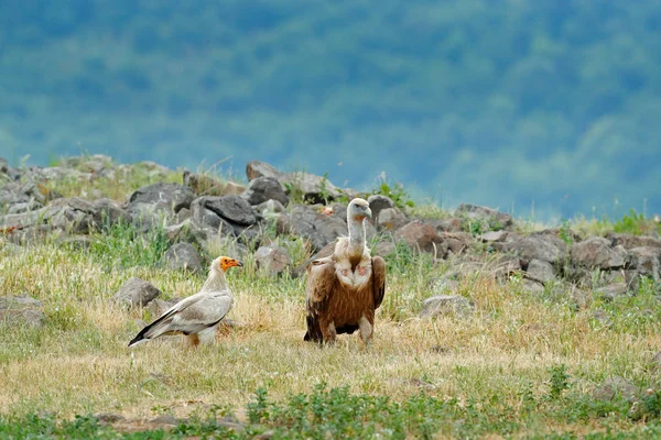 Griffon Vulture Egyptian Vulture Big Birds Prey Sitting Stone Rocky — Stock Photo, Image