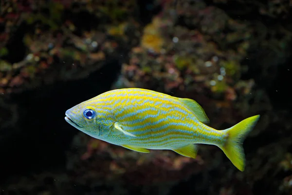 Haemulon Flavolineatum Grunhido Francês Recife Coral Nativo Oceano Atlântico Ocidental — Fotografia de Stock