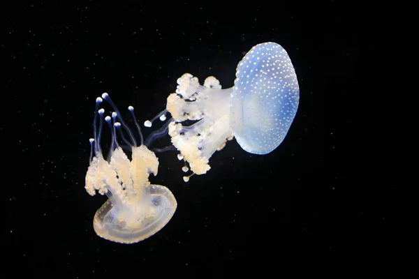 Phyllorhiza Punctata Australian Spotted Jellyfish Dark Sea Water White Blue — Stock Photo, Image