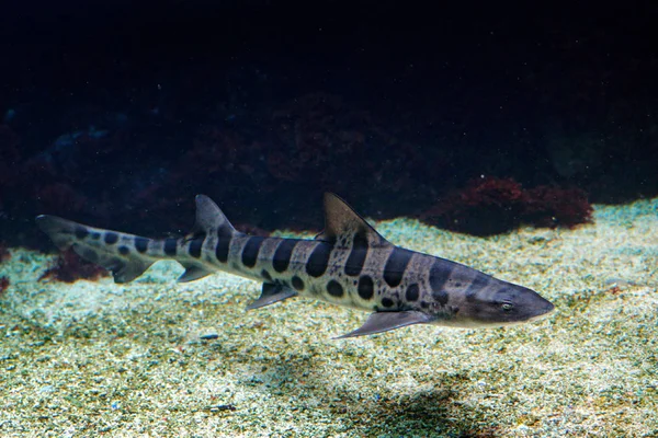 Leopardí Žralok Triakis Semifasciata Druh Houndshark Byl Tichomořského Pobřeží Severní — Stock fotografie
