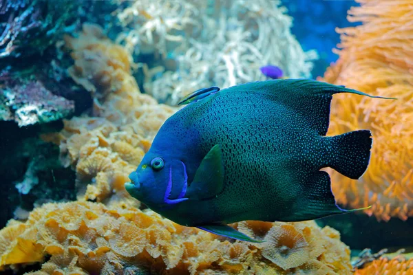 Pomacanthus Semicirculatus 합니다 노란색 파란색 물고기와 파란색 물입니다 동물입니다 Krea — 스톡 사진