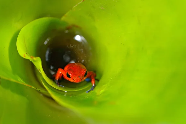 赤イチゴ毒矢カエル イチゴヤドクガエル 自然の生息地 コスタリカ 毒赤カエルのクローズ アップの肖像画 熱帯の珍しい両生類葉水 — ストック写真