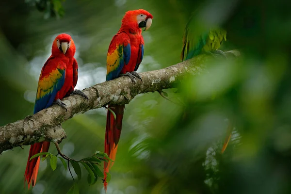 Red parrot Scarlet Macaw, Ara macao, bird sittin on the branch with food, Brazil. Wildlife scene from tropical forest. Beautiful parrot on tree branch in nature habitat.