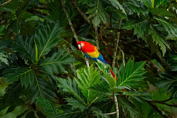 Red parrot Scarlet Macaw, Ara macao, bird sitting on the branch with food, Brazil. Wildlife scene from tropical forest. Beautiful parrot on tree branch in nature habitat.