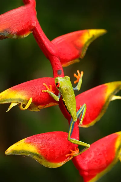 Beautiful Amphibian Forest Exotic Animal Central America Red Flower Red — Stock Photo, Image