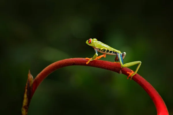 Agalychnis Callidryas Red Eyed Tree Frog Животное Большими Красными Глазами — стоковое фото