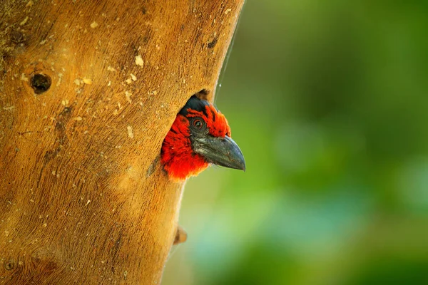 Barbet Nest Red Head Bird Tree Nesting Hole Animal Behaviour — Stock Photo, Image