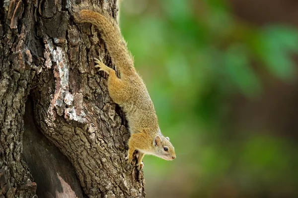 Tree Squirrel Paraxerus Cepapi Chobiensis Detalle Exótico Mamífero Africano Árbol — Foto de Stock