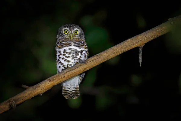 아프리카 Owlet Glaucidium Capense 보츠와나에서 지에서 올빼미입니다 어두운 나뭇가지에 아프리카에서 — 스톡 사진