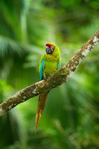 Ара Двусмысленная Зеленый Попугай Пра Зеленый Ара Дереве Дикая Редкая — стоковое фото