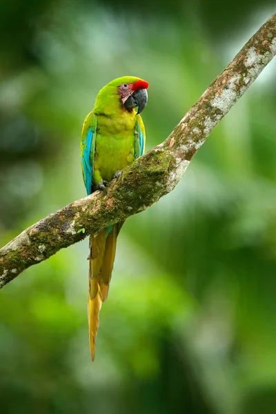 コスタリカの枝の上に座って 自然の生息地で野生の希少な鳥 熱帯林における野生動物のシーン Ara フィッシェレラ グリーン ツリー偉大な緑コンゴウインコ オウムします — ストック写真