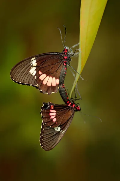 Wspólne Mormona Papilio Polytes Piękny Motyl Kostaryka Panama Dzikość Sceny — Zdjęcie stockowe