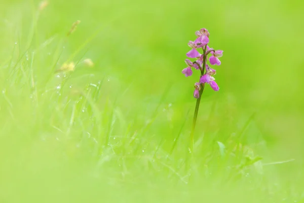 Orchis Morio Grön Ådrad Orkidé Blommande Europeiska Terrestra Vild Blomma — Stockfoto