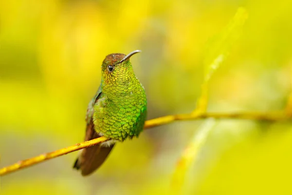 Coppery Headed Emerald Elvira Cupreiceps Beautiful Hummingbird Paz Cordillera Talamanca — Stock Photo, Image