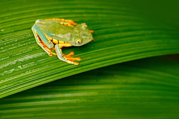 Rana Ojos Dorados Cruziohyla Calcarifer Rana Verde Amarilla Sentada Sobre — Foto de Stock