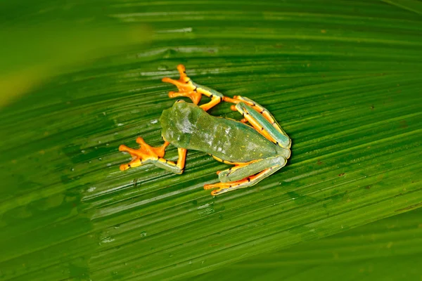 Golden-eyed leaf frog, Cruziohyla calcarifer, green yellow frog sitting on the leaves in the nature habitat in Corcovado, Costa Rica. Amphibian from tropic forest. Wildlife in Central America.