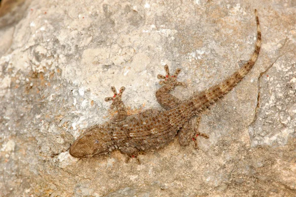 Tarentola Mauritanica Muralla Morisca Gecko Lagarto Gargano Italia Animal Hábitat — Foto de Stock