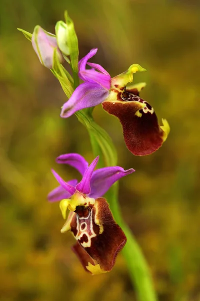 Ophrys Apulica Ophrys Pugliesi Gargano Italia Fioritura Orchidea Selvatica Terrestre — Foto Stock
