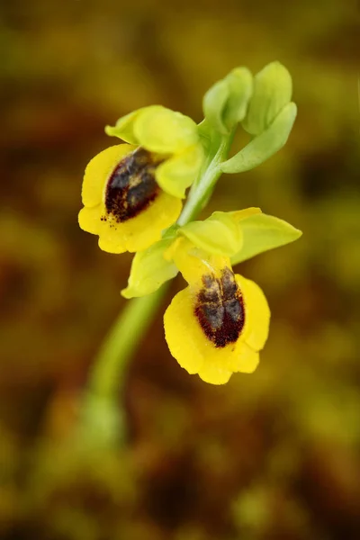 Ophrys Lutea Ophrys Amarelo Gargano Itália Orquídea Selvagem Terrestre Florida — Fotografia de Stock