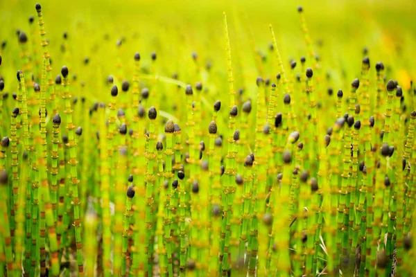 Ackerschachtelhalm Equisetum Grüne Pflanze Der Natur Kunstbetrachtung Der Natur Riesengebirge — Stockfoto