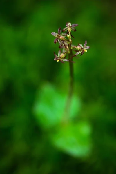 Listera Cordata Mindre Twayblade Röd Blommande Europeiska Terrestra Wild Orchid — Stockfoto