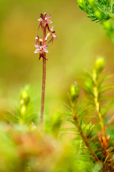 Listera Cordata Lesser Twayblade Floração Vermelha Orquídea Selvagem Terrestre Europeia — Fotografia de Stock