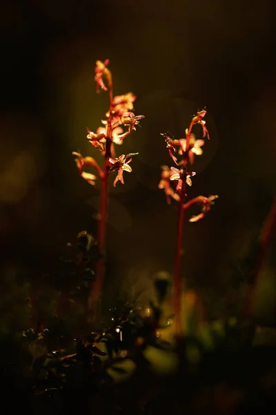 Keverorchis Cordata Minder Twayblade Rode Bloeiende Europese Terrestrische Wilde Orchidee — Stockfoto