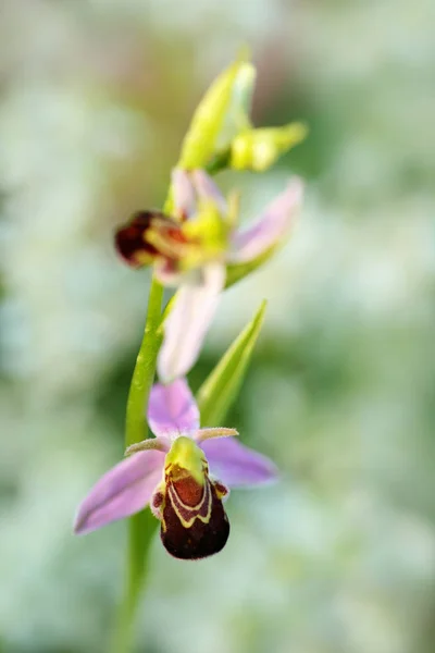 Ophrys Apifera Orchidée Des Abeilles — Photo